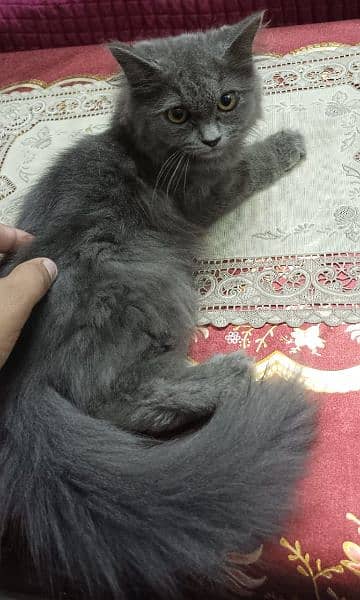 black persian cat for sale 0