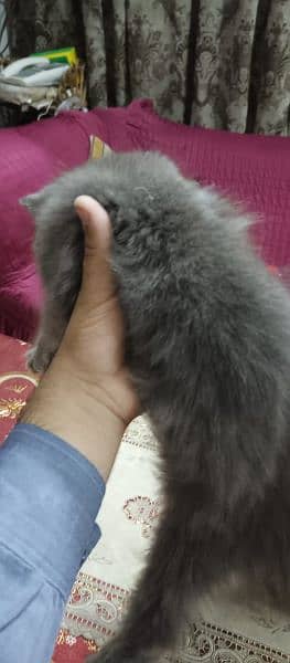 black persian cat for sale 2