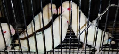 Albino Red eyes nd Albino split ino