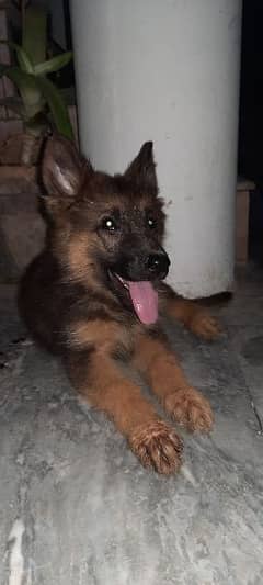 long cot 3 month old german shepherd puppy