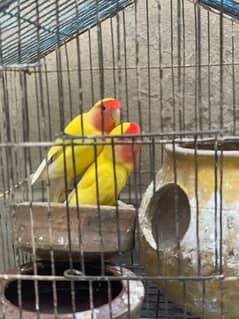 love bird lutino with cage