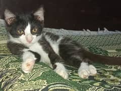 persian Male cat baby / white + black