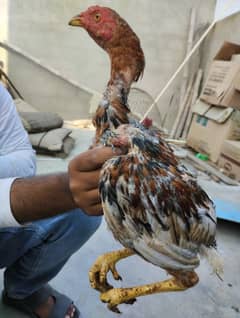 Aseel chicks/pathay for sale