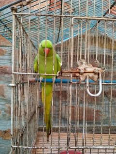 Green parrot