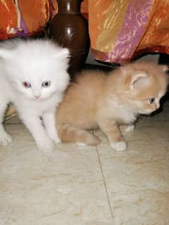 Persian kitten triple coat pair for sale