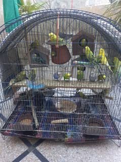 budgie for sale