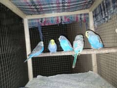 Budgies 8 pieces for urgent sale