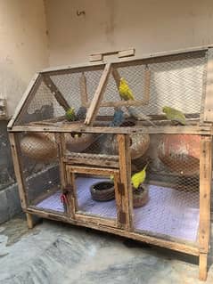 autralian birds budgies with cage