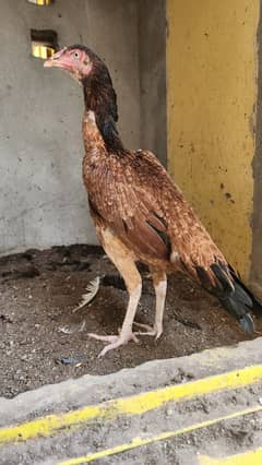 Aseel hen / pure aseel / Pure Aseel Hens