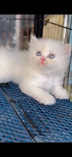 Parshian female kitten punch face full healthy nd active.