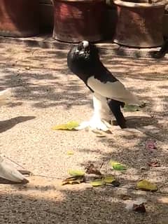 Young magpie gubara male