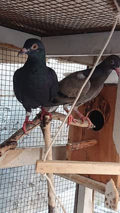 breeder pigeons for sale