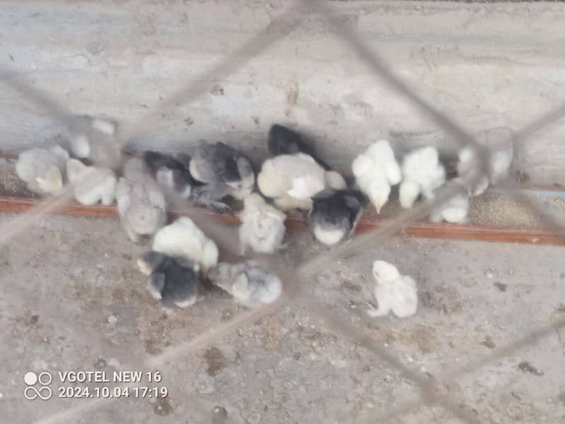 heavy buff blue black white and golden chick silky age 1 day to 14 16