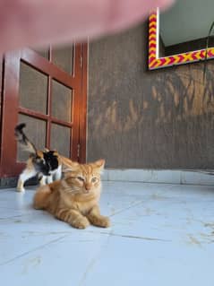 Orange Persian Cat for sale