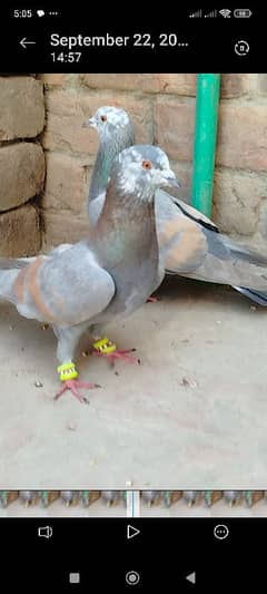 2 pairs 2 female 2 male unabi call watsap o31371o1886