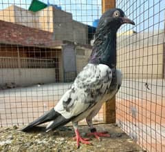 pigeon teddy pair' lakhi' red eyes neela ? 03224690184