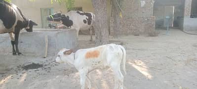 A beautfl cow fr sale