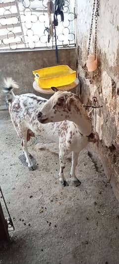 bakri