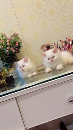 Persian Kittens / Kittens for sale / Persian Cats/blue eyes