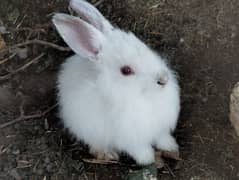 Mixed breed Angura+Desi Rabbits for sale