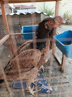 aseel hens 4 sell