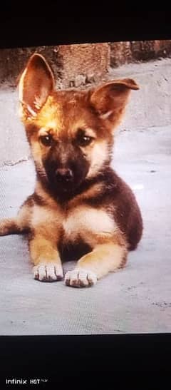 Garman shepherd female puppi