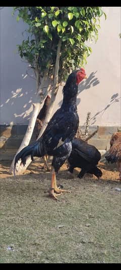 Thai Heera Shamo Aseel Quality Bird's WhatApp 03096705051