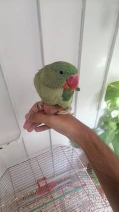 raw pahari parrot