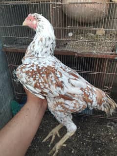 4 female hens( java or jagiri sy kiros hay) (badamii) (muhka)