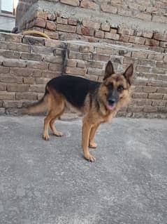 German shepherd top quality for sale