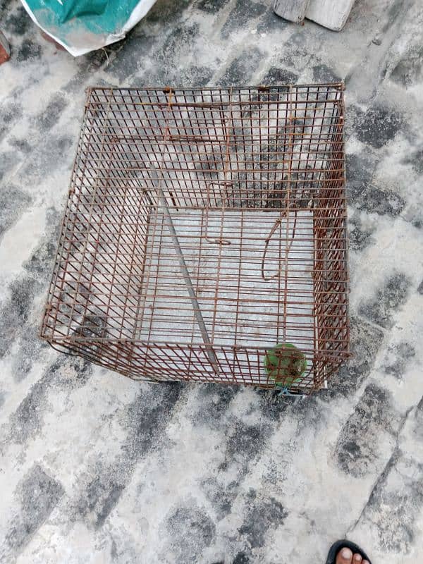 cage for birds for sale 1