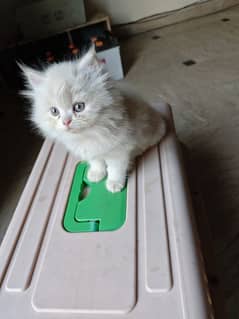 Persian kitten