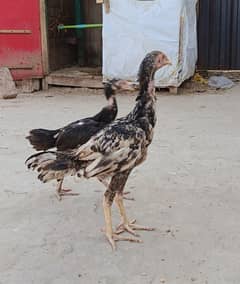 Pure Aseel Pair and Chicks