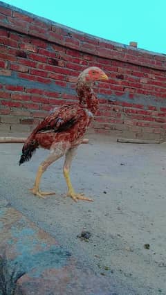 Aseel Sindhi female