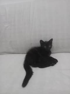 persion black kitten