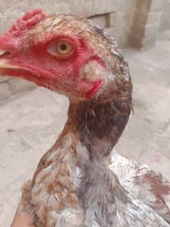 Aseel | Shamo | Hens | Murgha For Sale