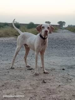 German pointer for sale