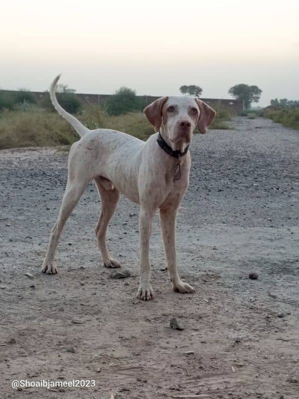 German pointer for sale 0