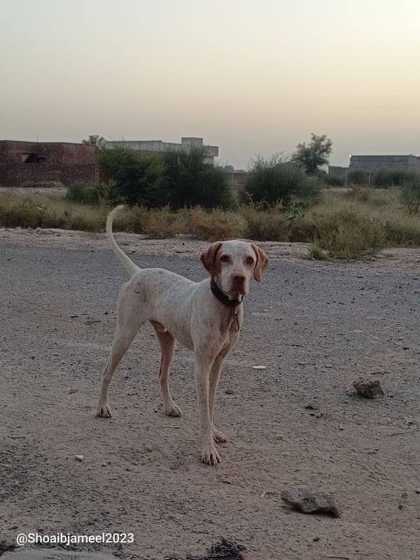 German pointer for sale 5