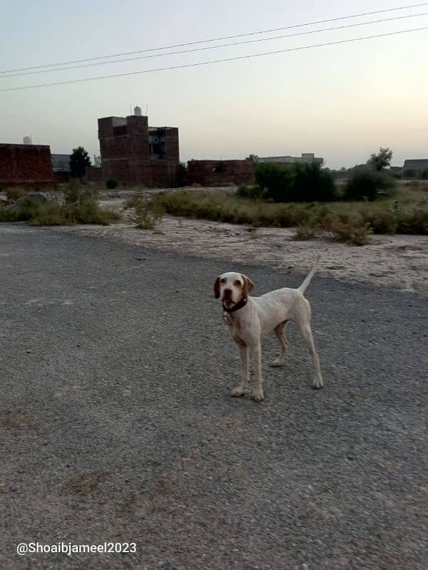 German pointer for sale 6