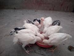 Heera aseel chicks for sale