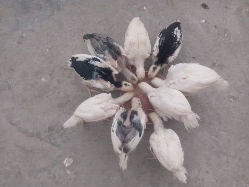 Aseel chick for sale 2