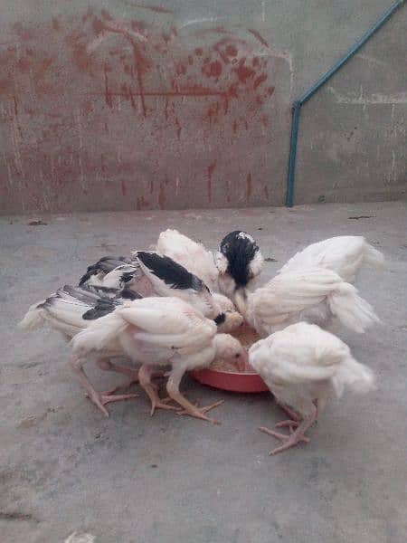 Aseel chick for sale 3