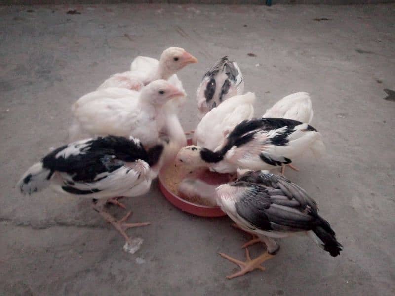 Aseel chick for sale 5