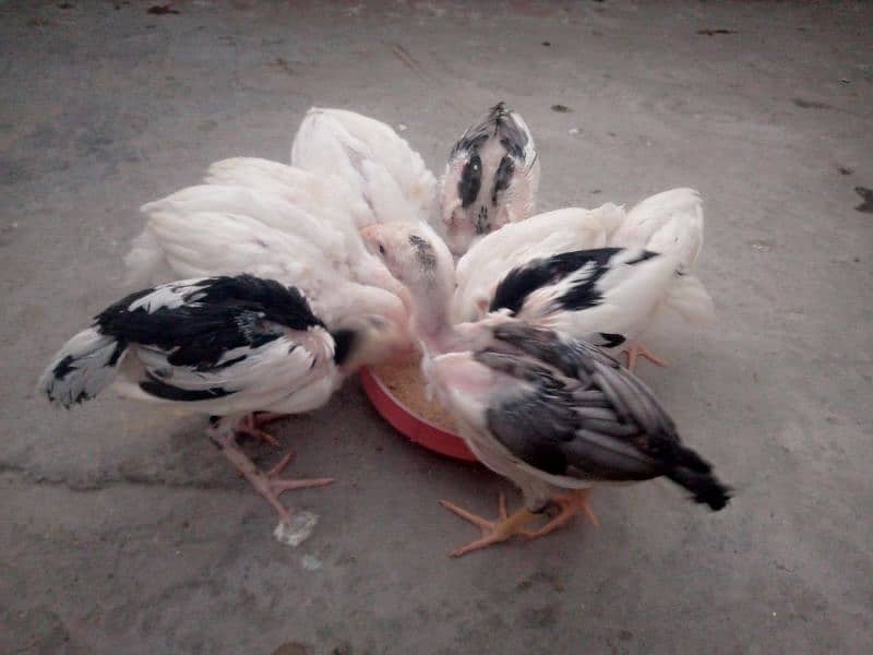 Aseel chick for sale 6