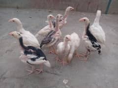 Aseel chick for sale