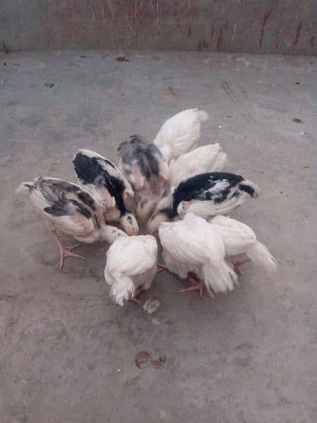 Aseel chick for sale 14