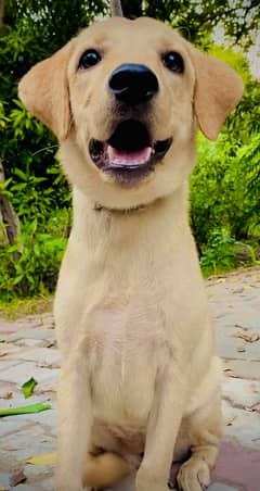 labrador