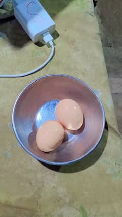 pour ganoi Madagascar aseel murge ha abi 2egg Dia ha