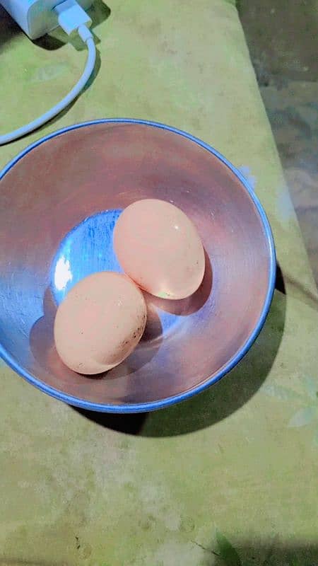 pour ganoi Madagascar aseel murge ha abi 2egg Dia ha 1